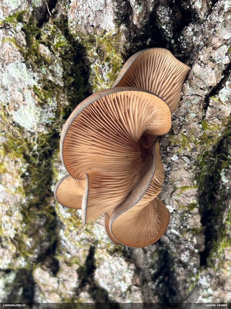 Vēlā pundurkamolene