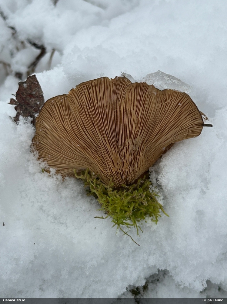 Vēlā pundurkamolene