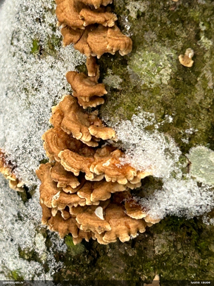 Cirtainā kroklapīte