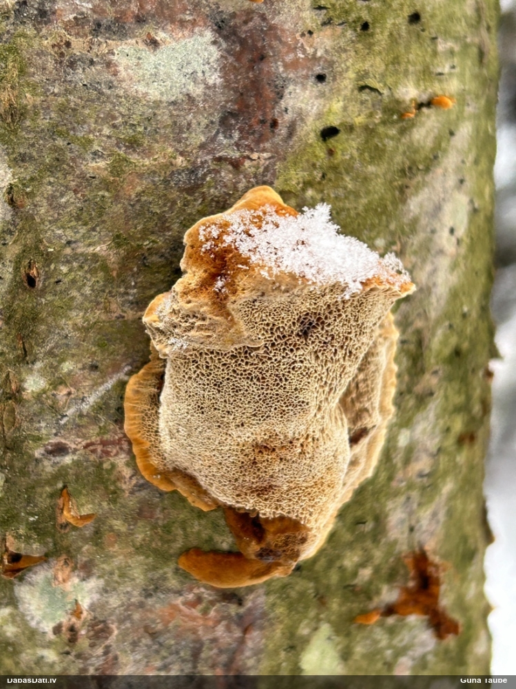 Alkšņu spulgpiepe