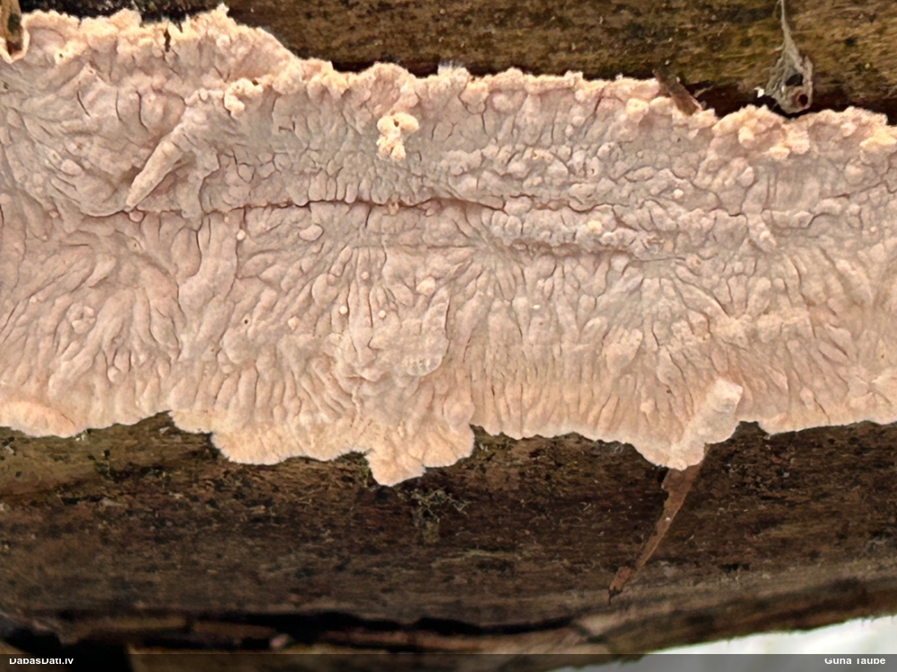 Sēne Corticium roseum