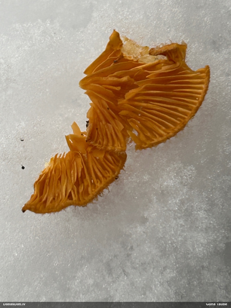 Oranžā puslocene