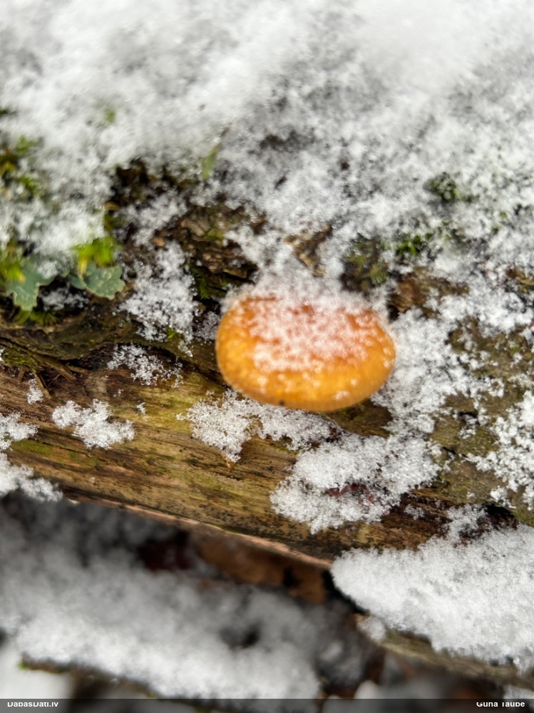 Samtainā ziemene (ziemas celmene)