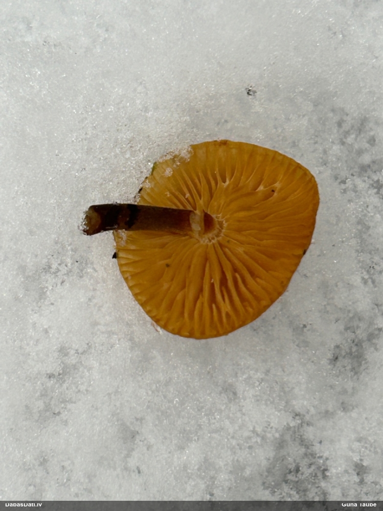 Samtainā ziemene (ziemas celmene)