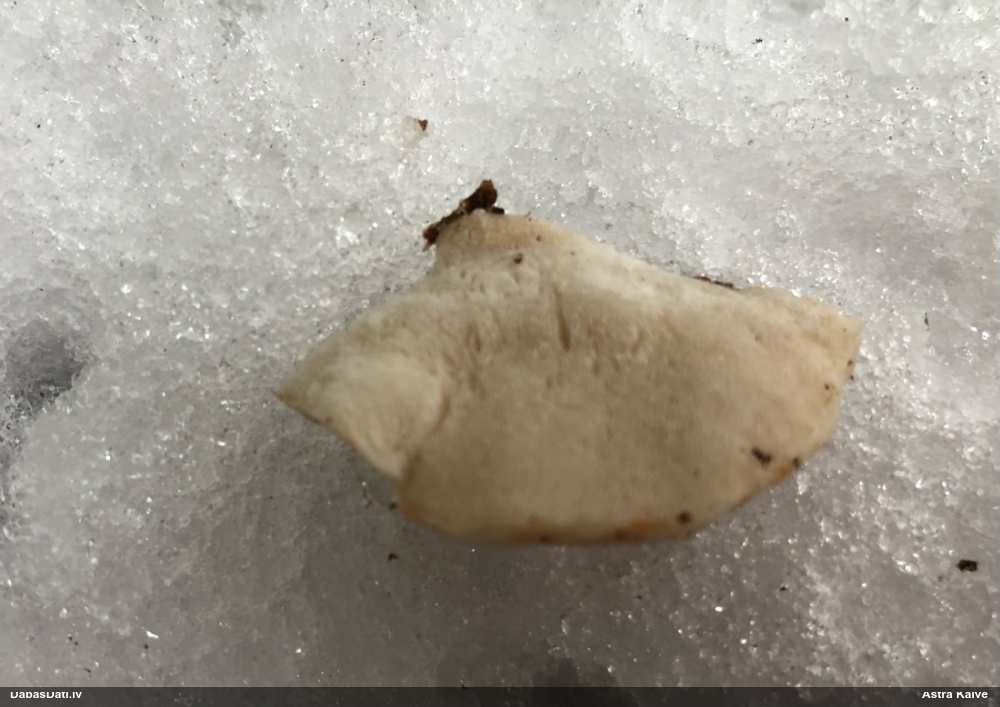 Piepe (nenoteikta)
