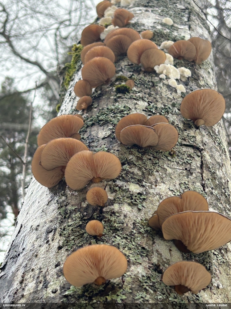 Vēlā pundurkamolene