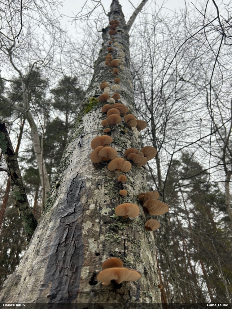 Vēlā pundurkamolene