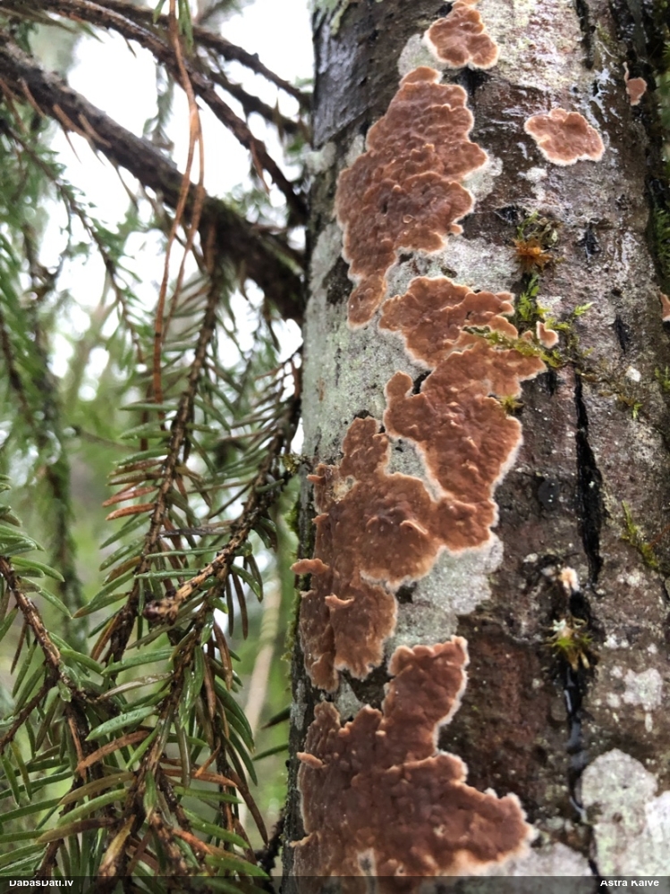 Purpura sīkpiepe