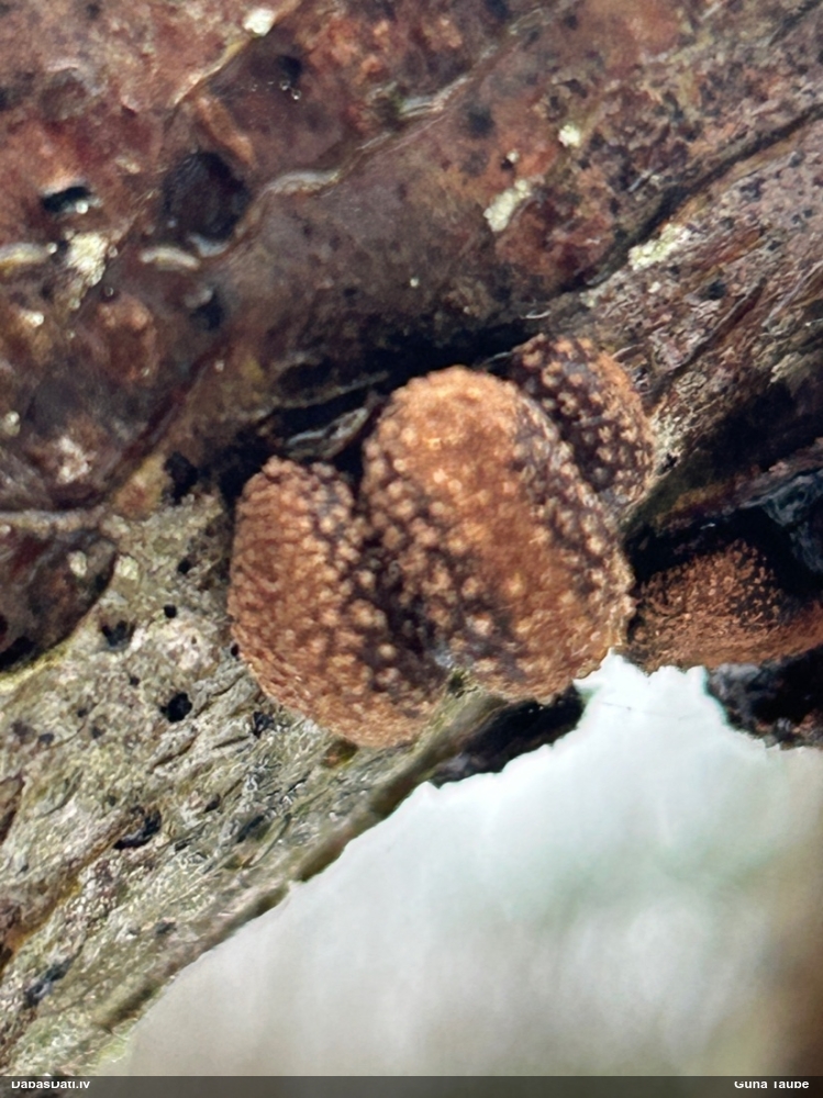 Lazdu graudaine