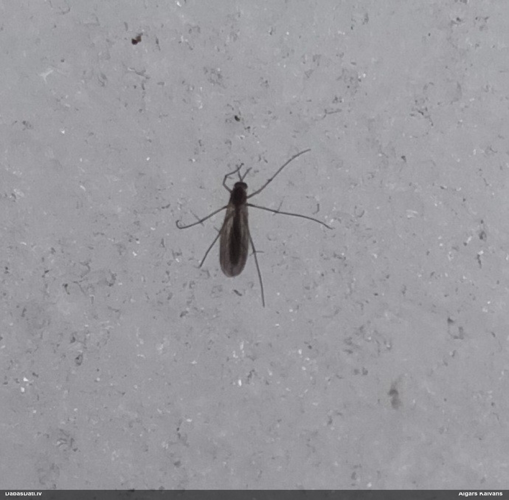 Ziemasods Trichocera sp.