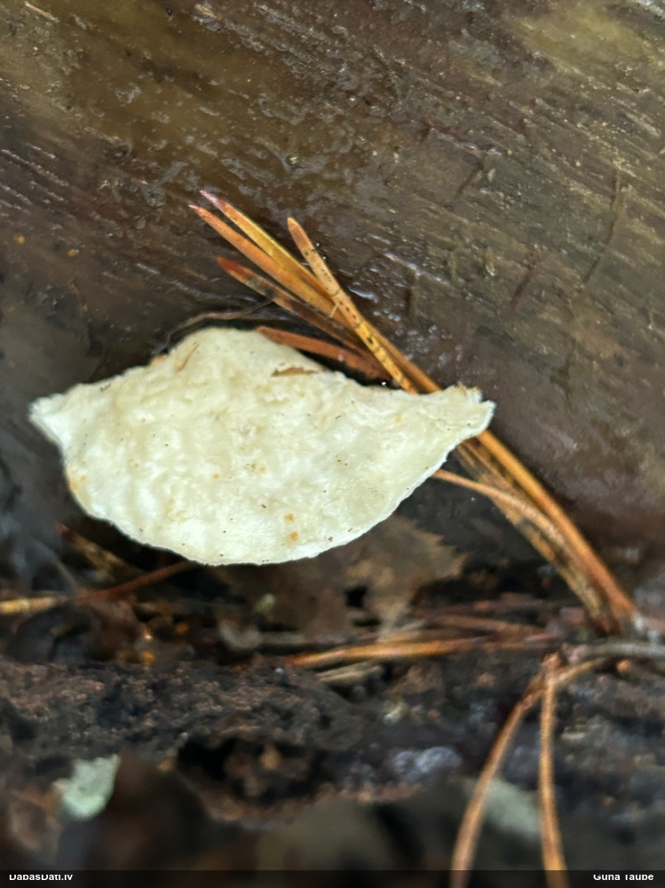 Rūgtā mīkstpiepe