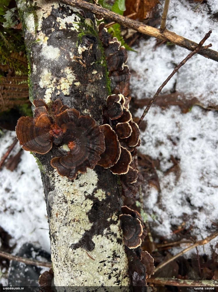 Raibā tauriņpiepe