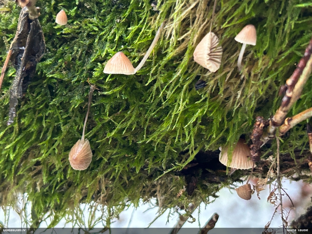 Sēntiņa (nenoteikta)