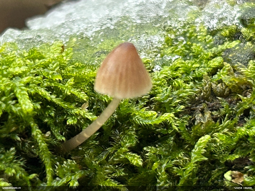 Sēntiņa (nenoteikta)