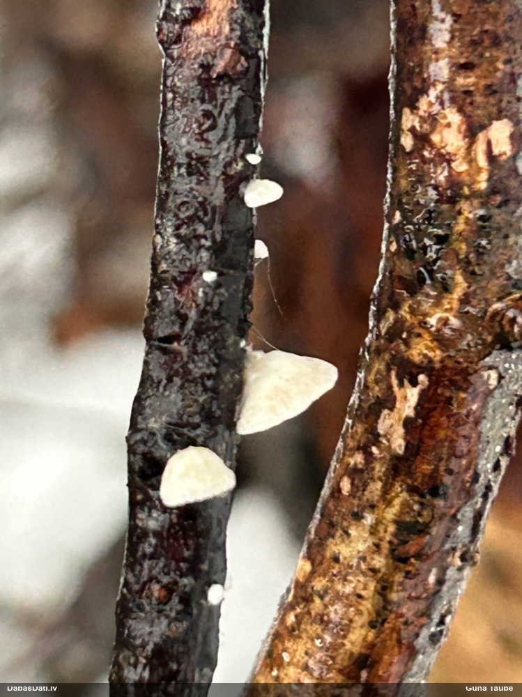 Mīkstā sēdene