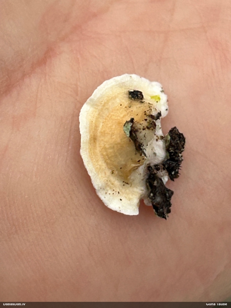 Sēne Plicatura nivea