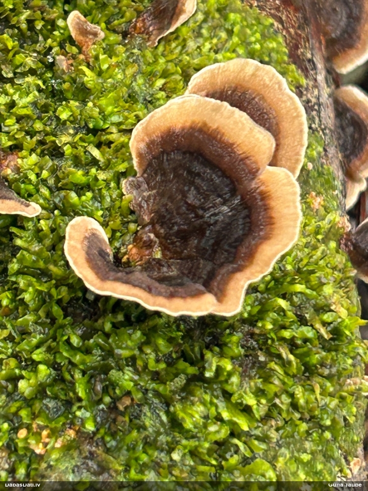 Raibā tauriņpiepe