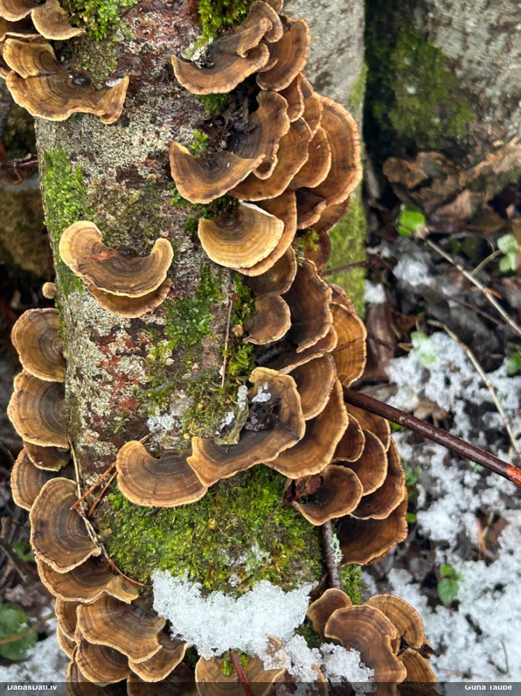 Tauriņpiepe (nenoteikta)