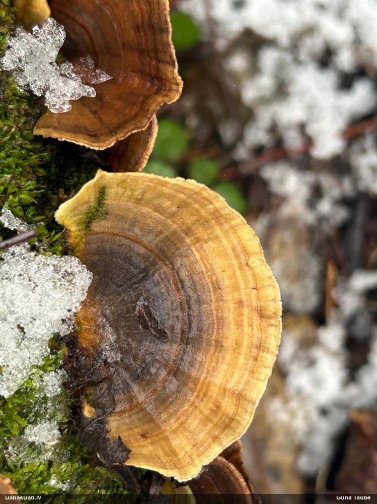 Tauriņpiepe (nenoteikta)