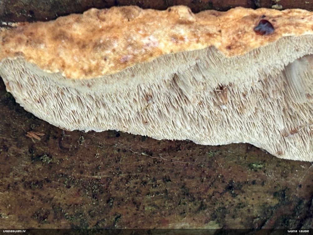 Piepe (nenoteikta)