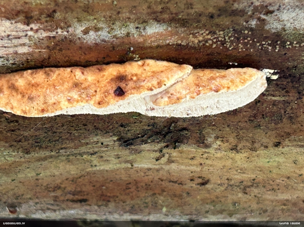 Piepe (nenoteikta)