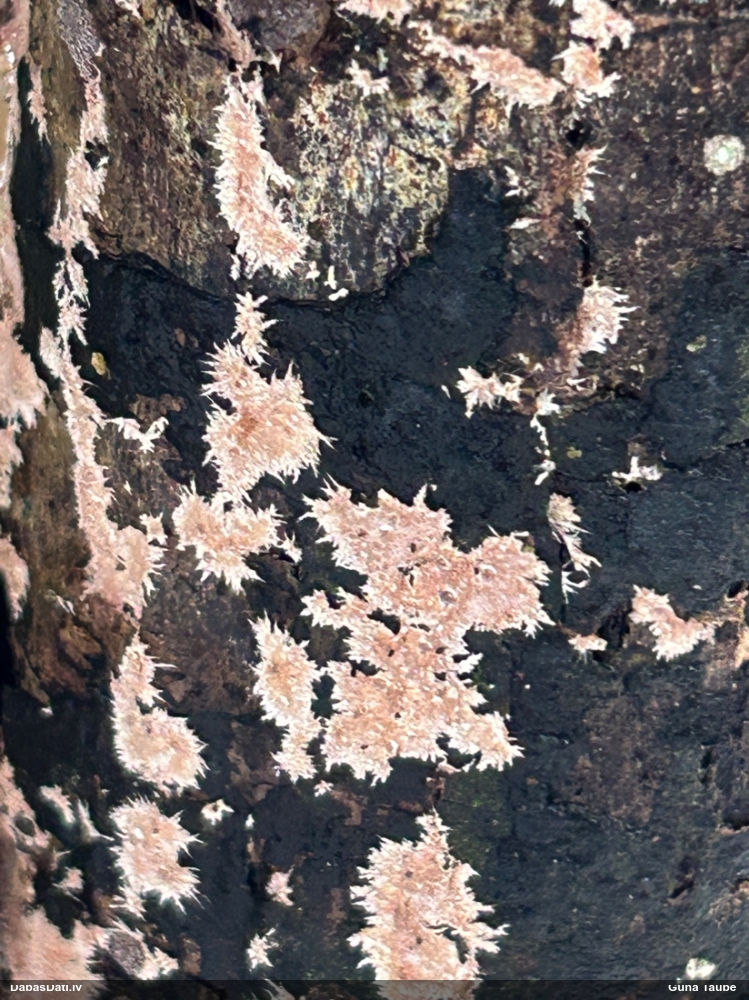 Bārkstainā īszobe