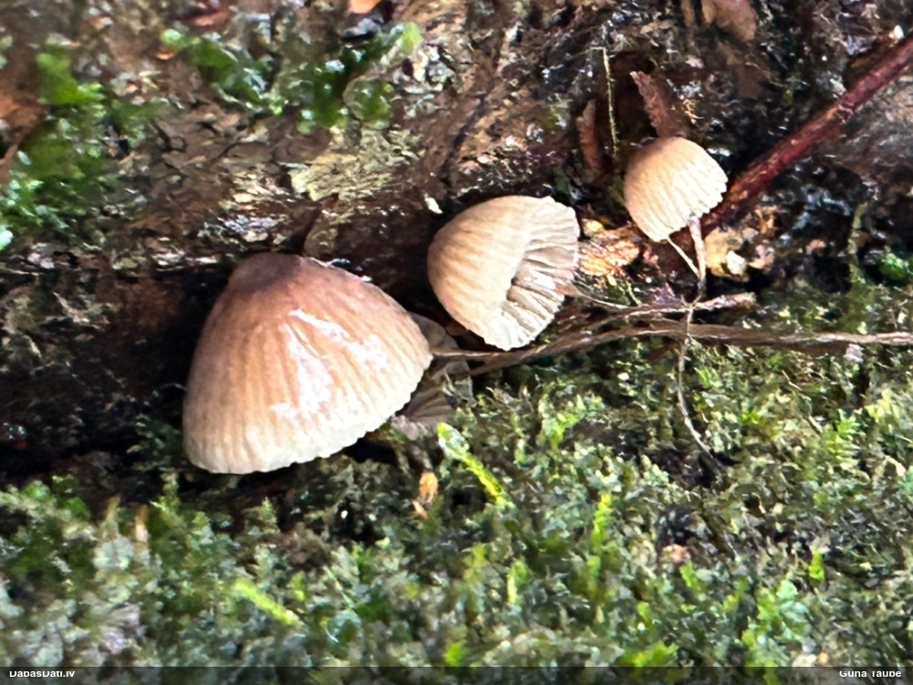 Sēntiņa (nenoteikta)