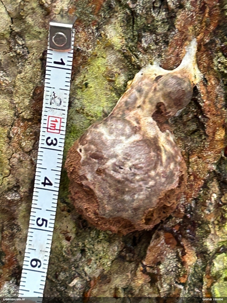 Gļotpūpēdis (nenoteikts)