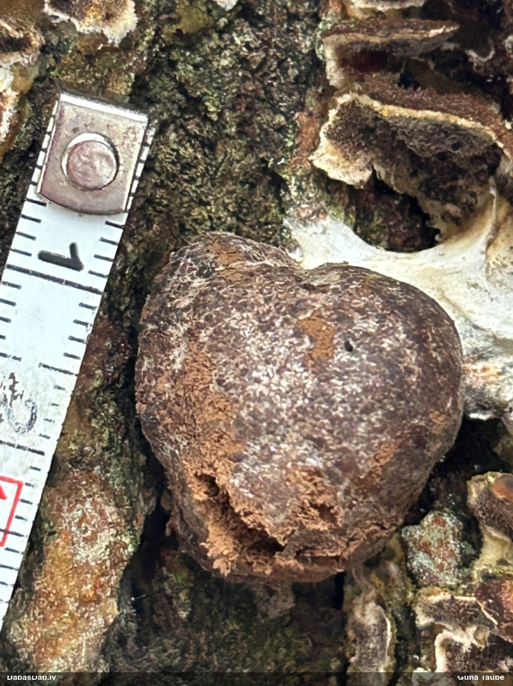 Gļotpūpēdis (nenoteikts)