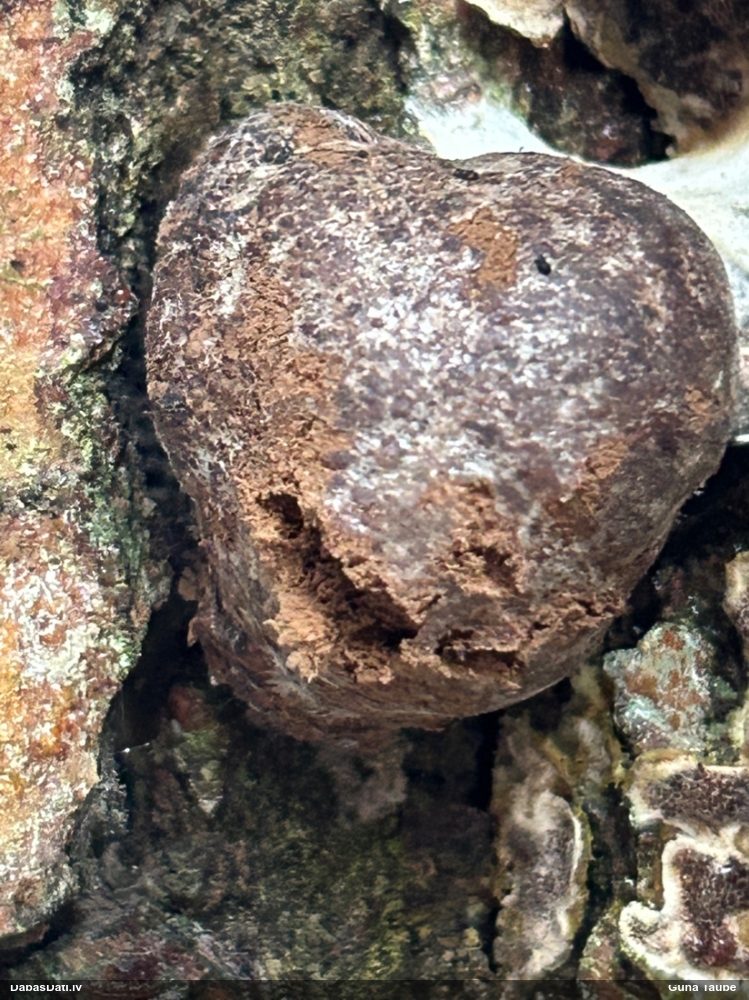 Gļotpūpēdis (nenoteikts)