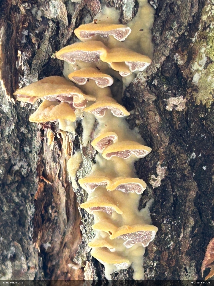 Divkrāsu plānpiepe