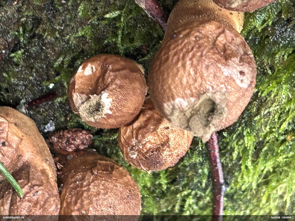грушевидный дождевик