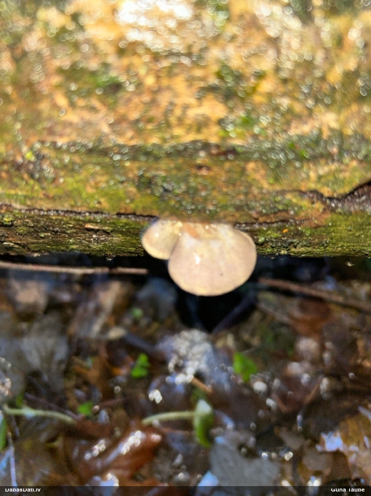 Vēlā pundurkamolene