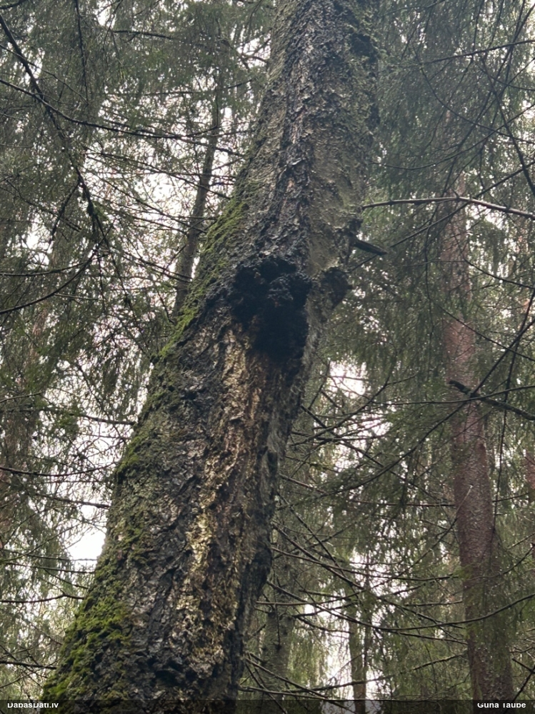 Melnā spulgpiepe, čaga