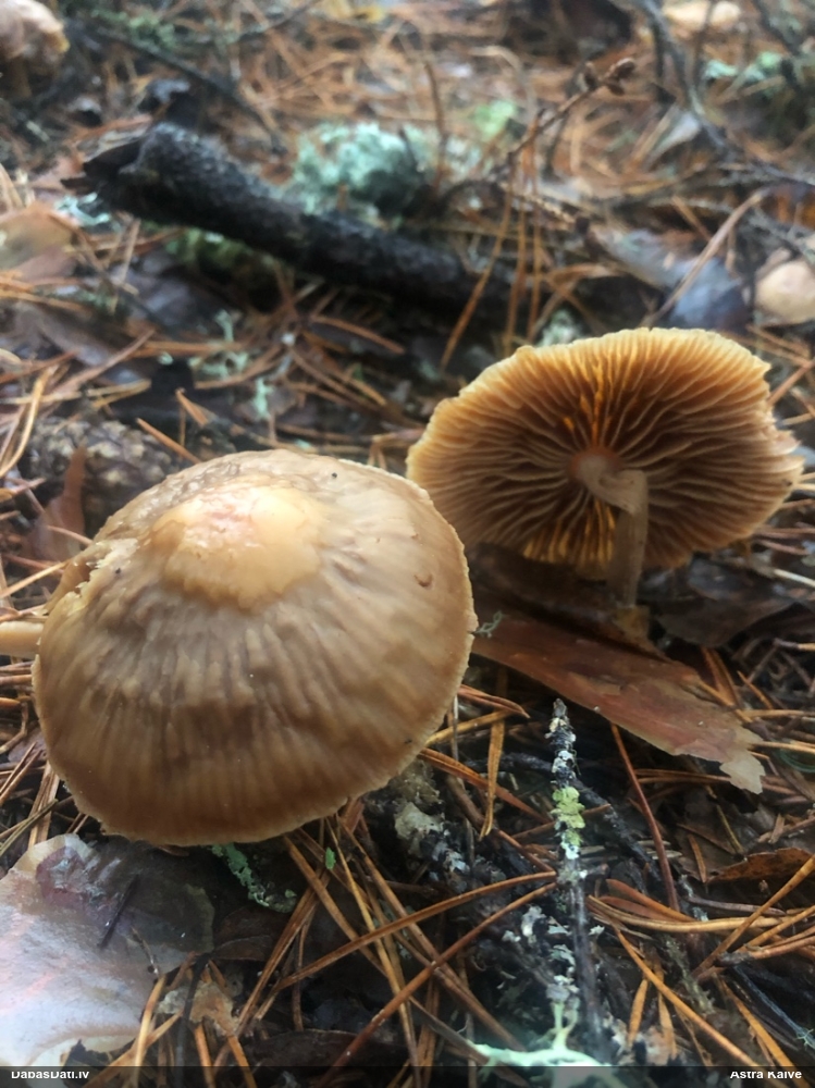 Tīmeklene Cortinarius sp.