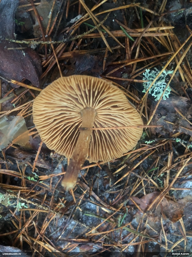 Tīmeklene Cortinarius sp.