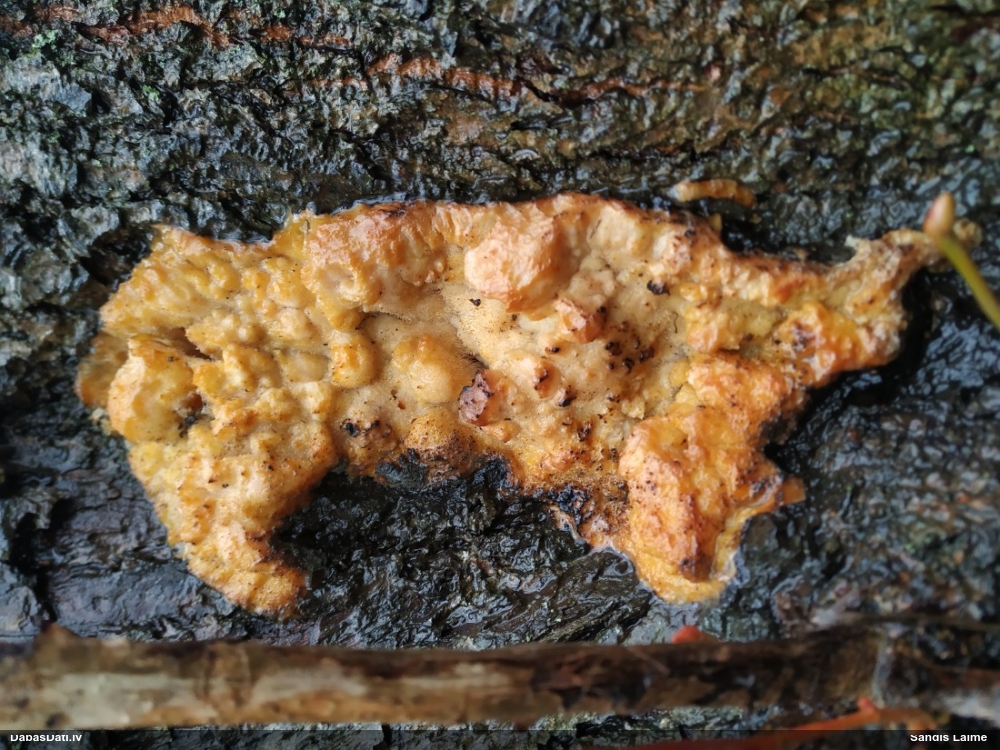 Sēne (nenoteikta)