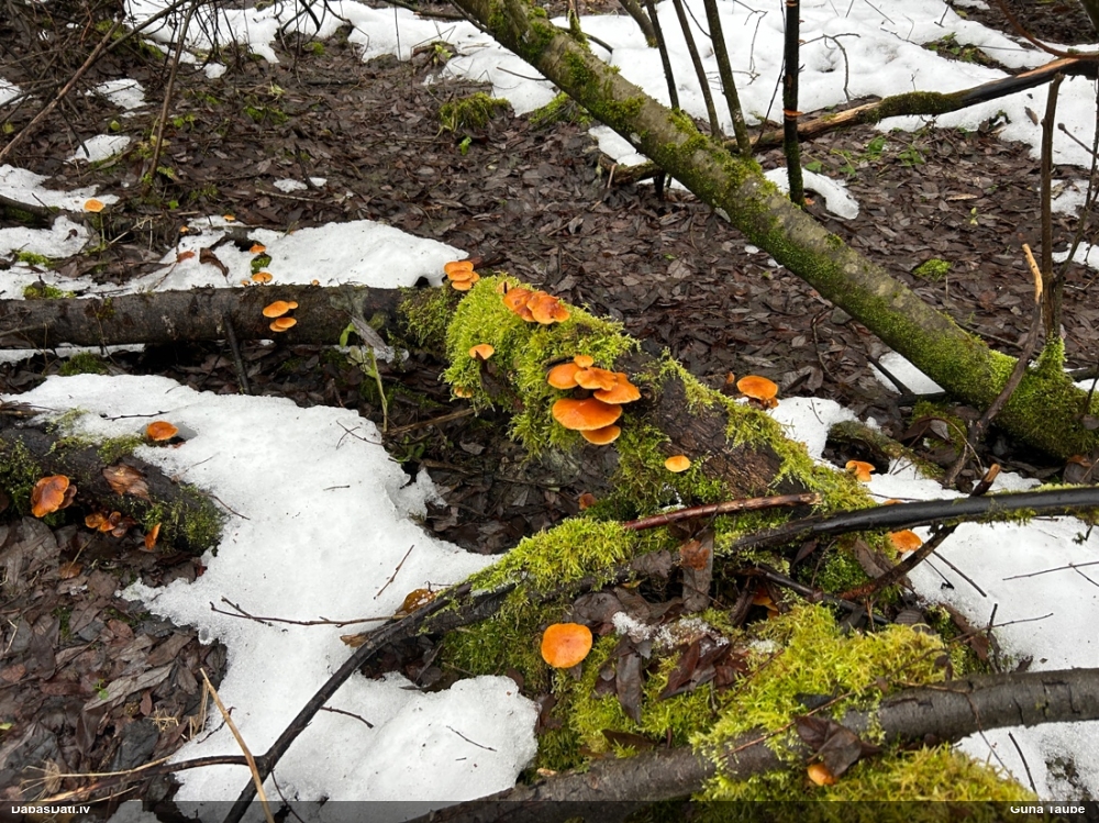 Samtainā ziemene (ziemas celmene)