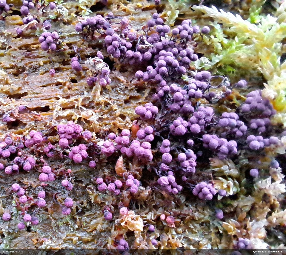 Purpura kribrārija