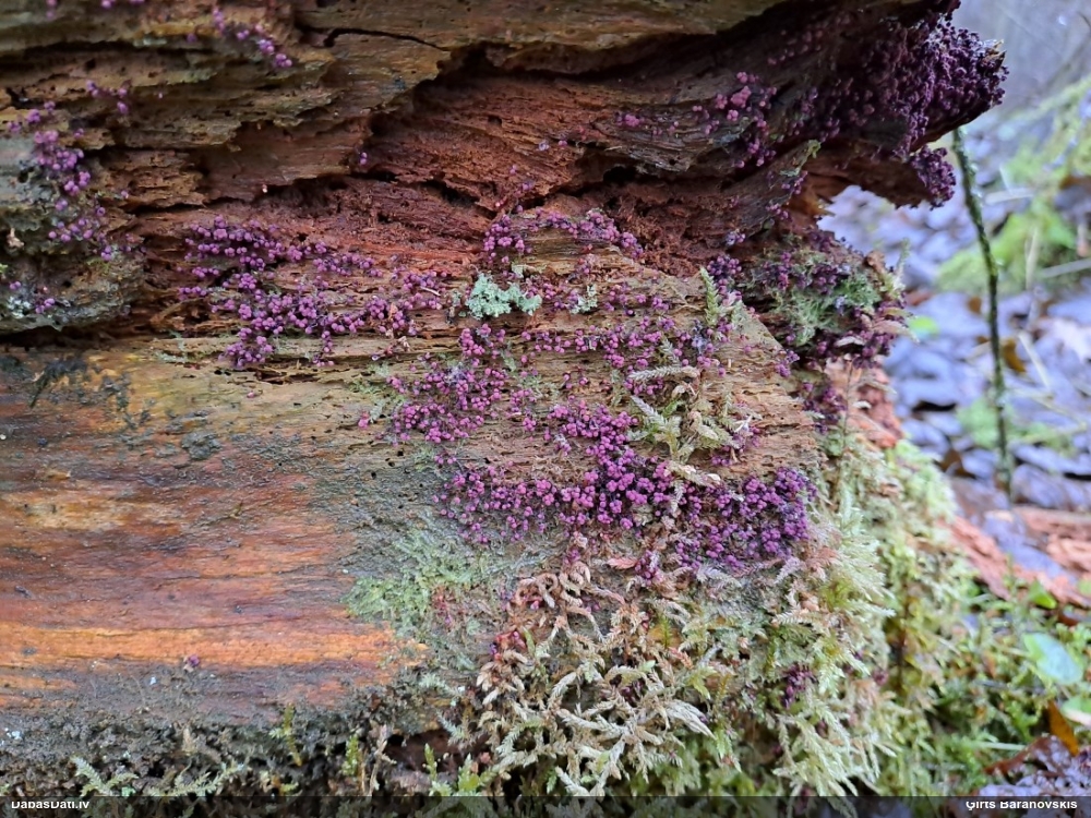 Purpura kribrārija