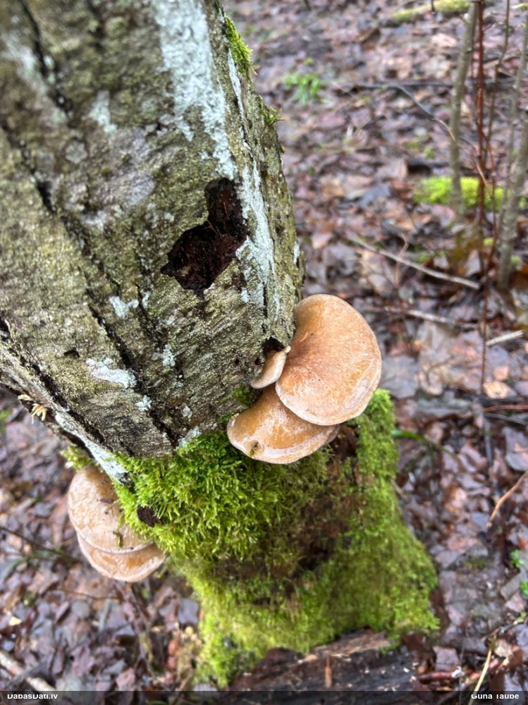 Vēlā pundurkamolene