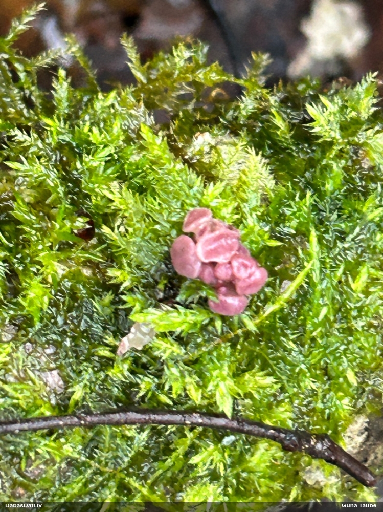 Krokainā purpurlāsene