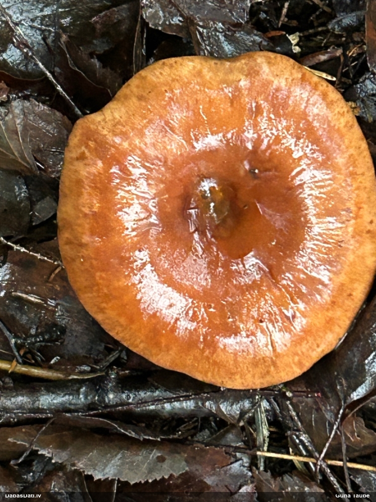 Lapiņsēne (nenoteikta)