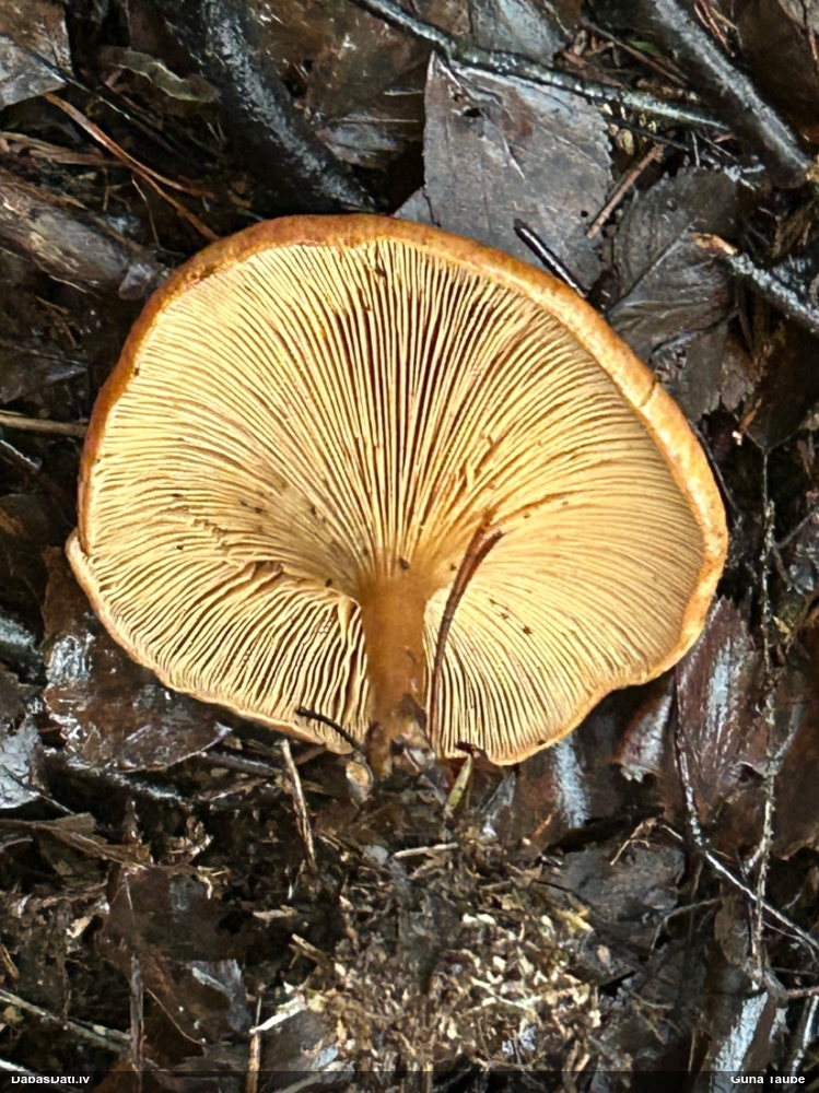 Lapiņsēne (nenoteikta)