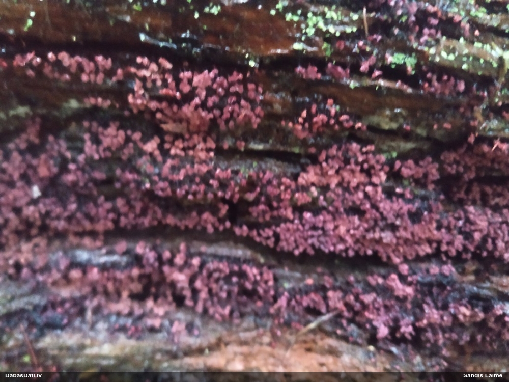 Purpura kribrārija
