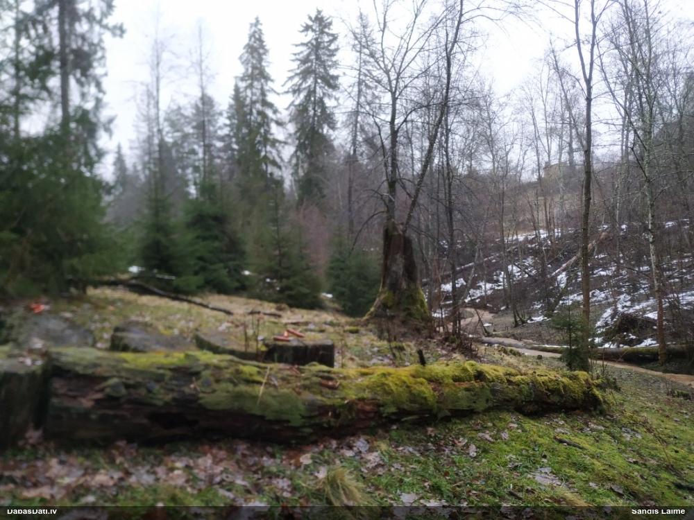 Purpura kribrārija