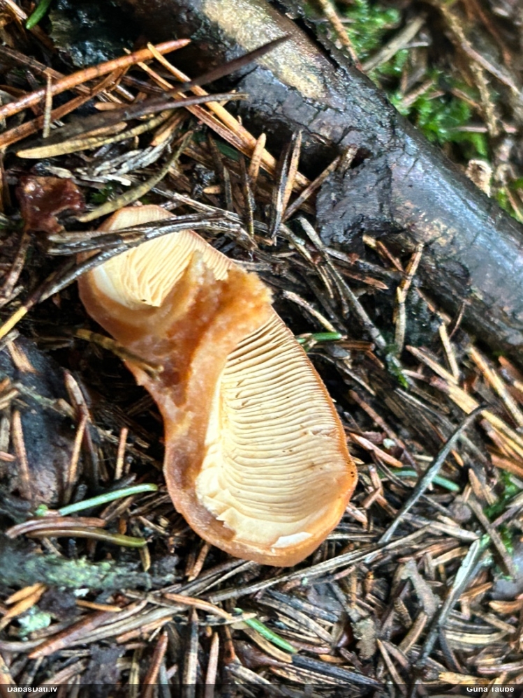 Lapiņsēne (nenoteikta)
