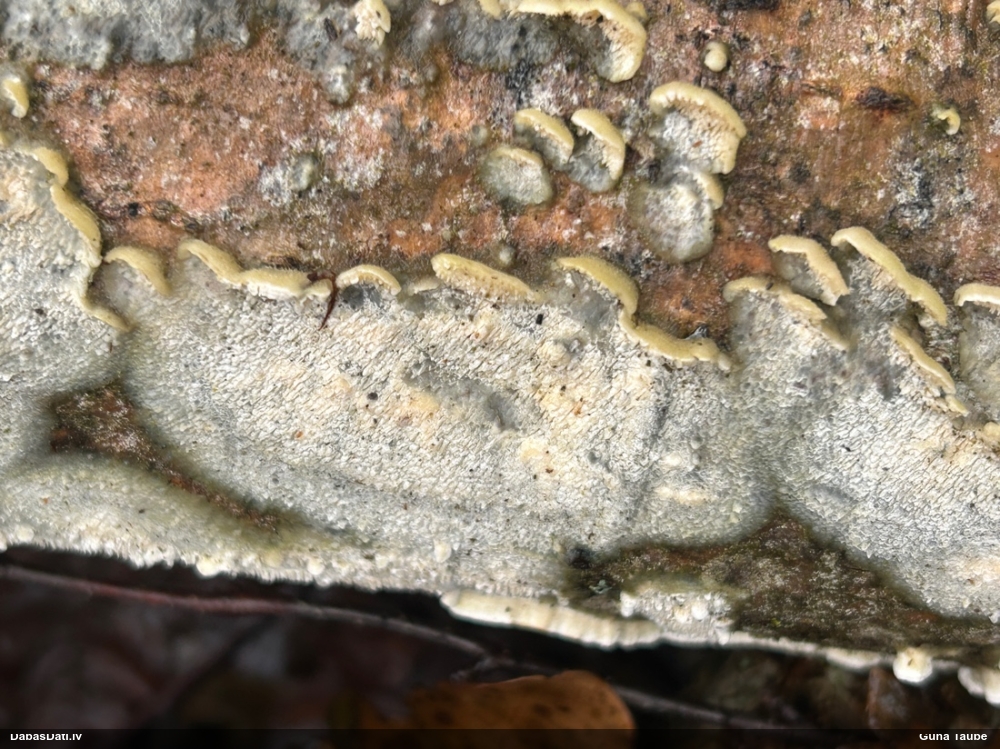 Piena grābeklene