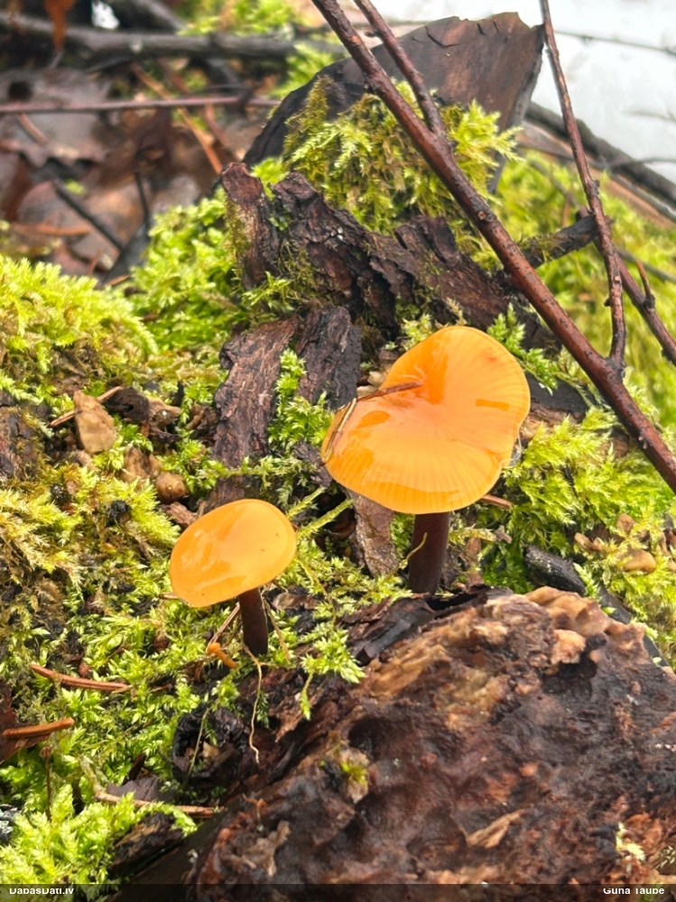 Samtainā ziemene (ziemas celmene)