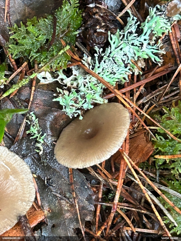 Kausveida skaistgalvene